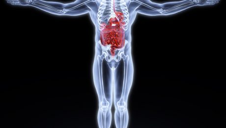 human entrails and brain under X-rays. 3d render.